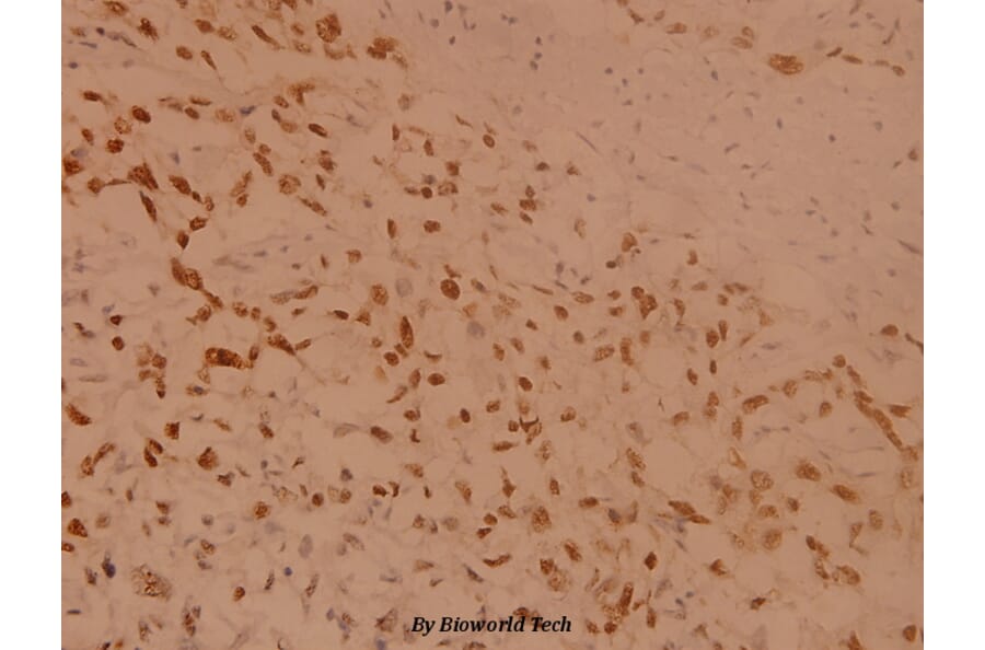 Anti-Rsk-1 (T353) Antibody from Bioworld Technology (BS1448) - Antibodies.com