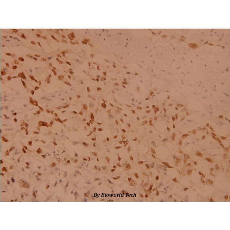 Anti-Rsk-1 (T353) Antibody from Bioworld Technology (BS1448) - Antibodies.com