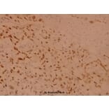 Anti-Rsk-1 (T353) Antibody from Bioworld Technology (BS1448) - Antibodies.com