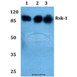 Anti-Rsk-1 (Q374) Antibody from Bioworld Technology (BS1449) - Antibodies.com