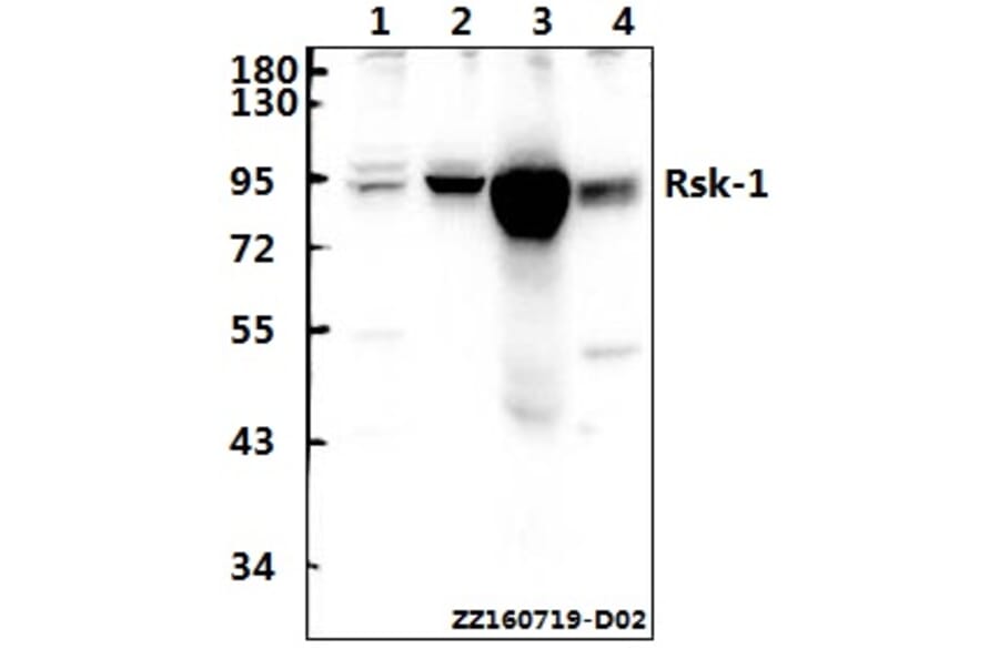 Anti-Rsk-1 (Q374) Antibody from Bioworld Technology (BS1449) - Antibodies.com