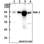 Anti-Rsk-1 (Q374) Antibody from Bioworld Technology (BS1449) - Antibodies.com