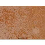 Anti-Rsk-1 (Q374) Antibody from Bioworld Technology (BS1449) - Antibodies.com