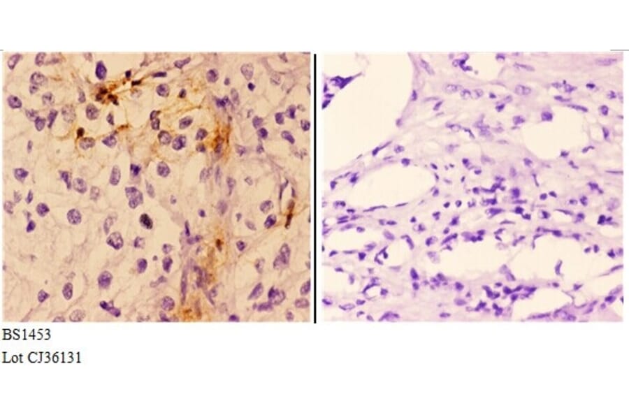 Anti-Troponin I3 (G136) Antibody from Bioworld Technology (BS1453) - Antibodies.com