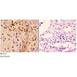 Anti-Troponin I3 (G136) Antibody from Bioworld Technology (BS1453) - Antibodies.com
