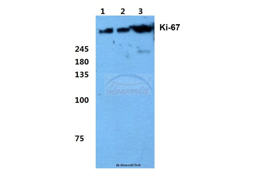 Anti-Ki-67 (V3242) Antibody from Bioworld Technology (BS1454) - Antibodies.com