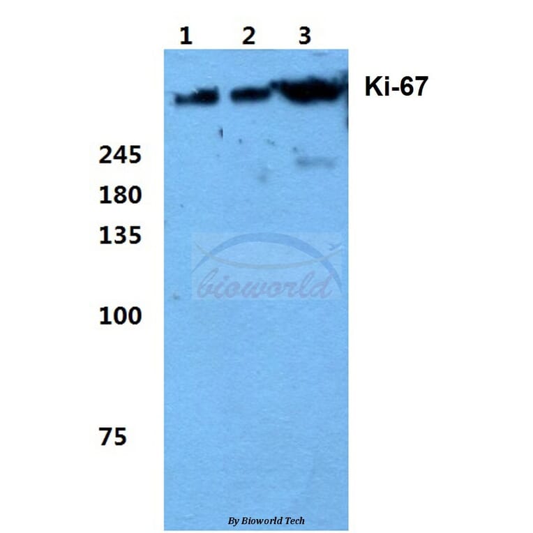 Anti-Ki-67 (V3242) Antibody from Bioworld Technology (BS1454) - Antibodies.com