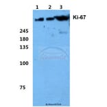 Anti-Ki-67 (V3242) Antibody from Bioworld Technology (BS1454) - Antibodies.com