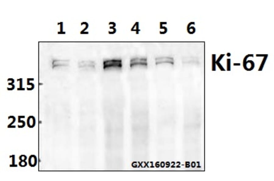 Anti-Ki-67 (V3242) Antibody from Bioworld Technology (BS1454) - Antibodies.com