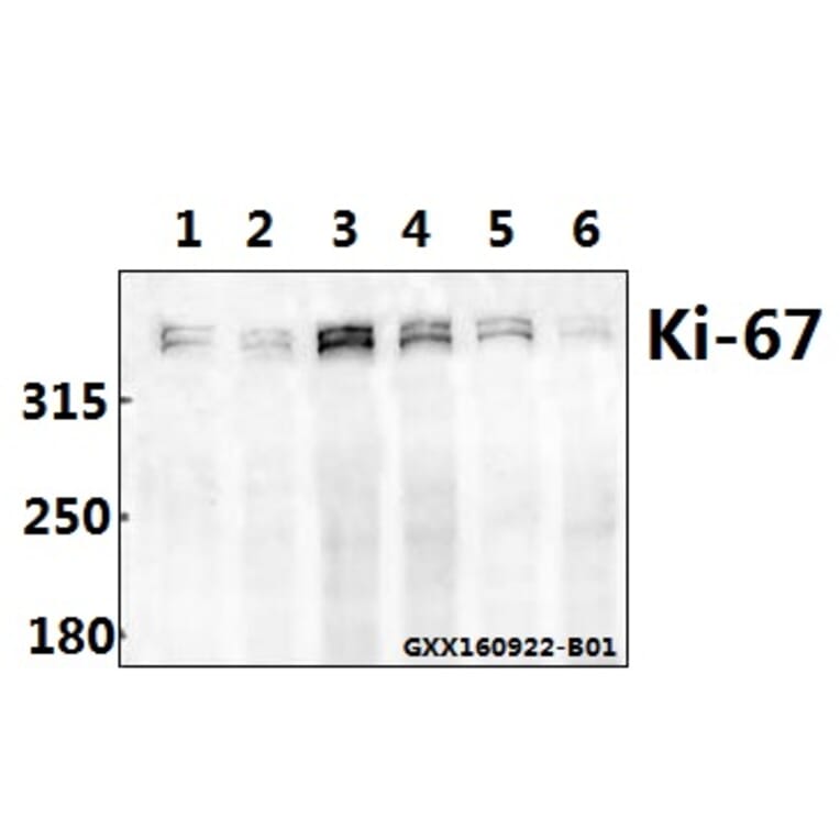 Anti-Ki-67 (V3242) Antibody from Bioworld Technology (BS1454) - Antibodies.com