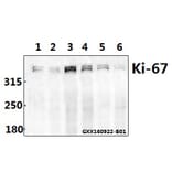 Anti-Ki-67 (V3242) Antibody from Bioworld Technology (BS1454) - Antibodies.com
