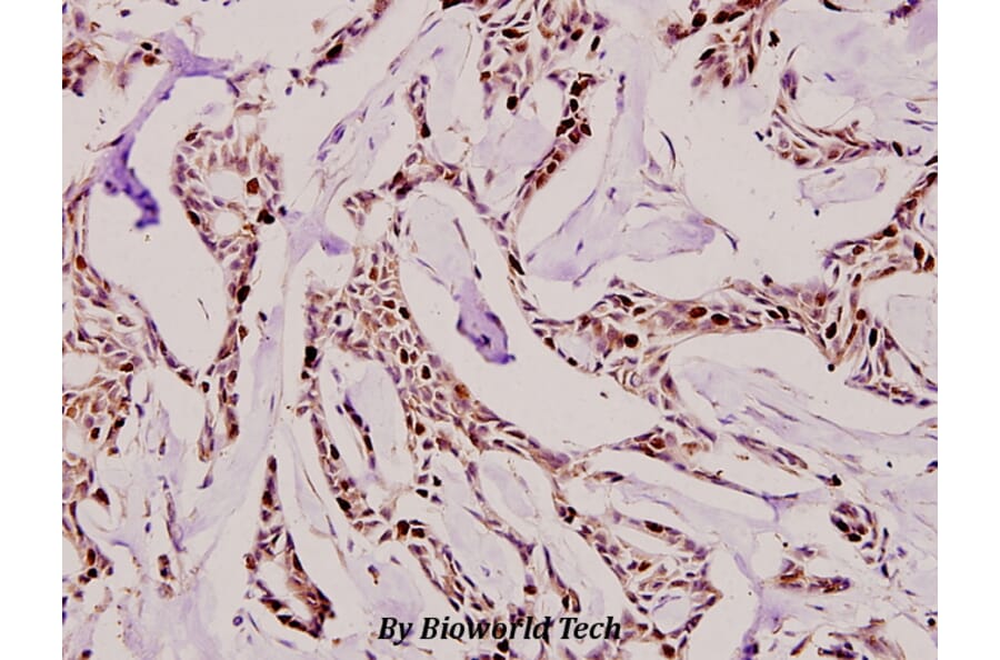 Anti-Ki-67 (V3242) Antibody from Bioworld Technology (BS1454) - Antibodies.com