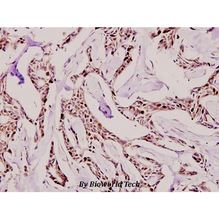 Anti-Ki-67 (V3242) Antibody from Bioworld Technology (BS1454) - Antibodies.com