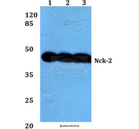 Anti-Nck-2 (I364) Antibody from Bioworld Technology (BS1455) - Antibodies.com