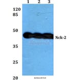 Anti-Nck-2 (I364) Antibody from Bioworld Technology (BS1455) - Antibodies.com