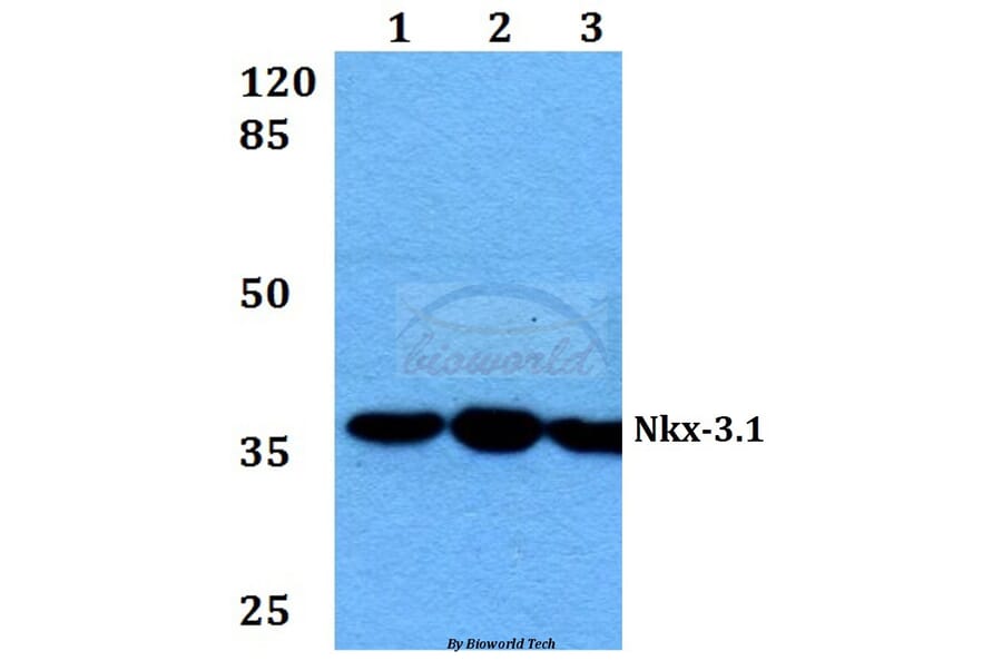 Anti-Nkx-3.1 (L2) Antibody from Bioworld Technology (BS1456) - Antibodies.com