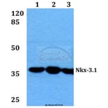 Anti-Nkx-3.1 (L2) Antibody from Bioworld Technology (BS1456) - Antibodies.com