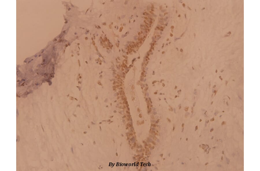 Anti-Nkx-3.1 (L2) Antibody from Bioworld Technology (BS1456) - Antibodies.com