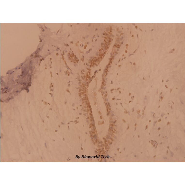 Anti-Nkx-3.1 (L2) Antibody from Bioworld Technology (BS1456) - Antibodies.com