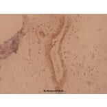 Anti-Nkx-3.1 (L2) Antibody from Bioworld Technology (BS1456) - Antibodies.com
