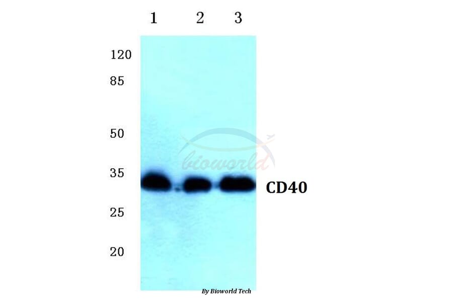 Anti-CD40 (Q259) Antibody from Bioworld Technology (BS1458) - Antibodies.com