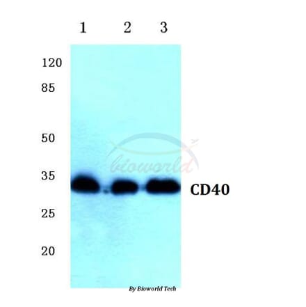 Anti-CD40 (Q259) Antibody from Bioworld Technology (BS1458) - Antibodies.com