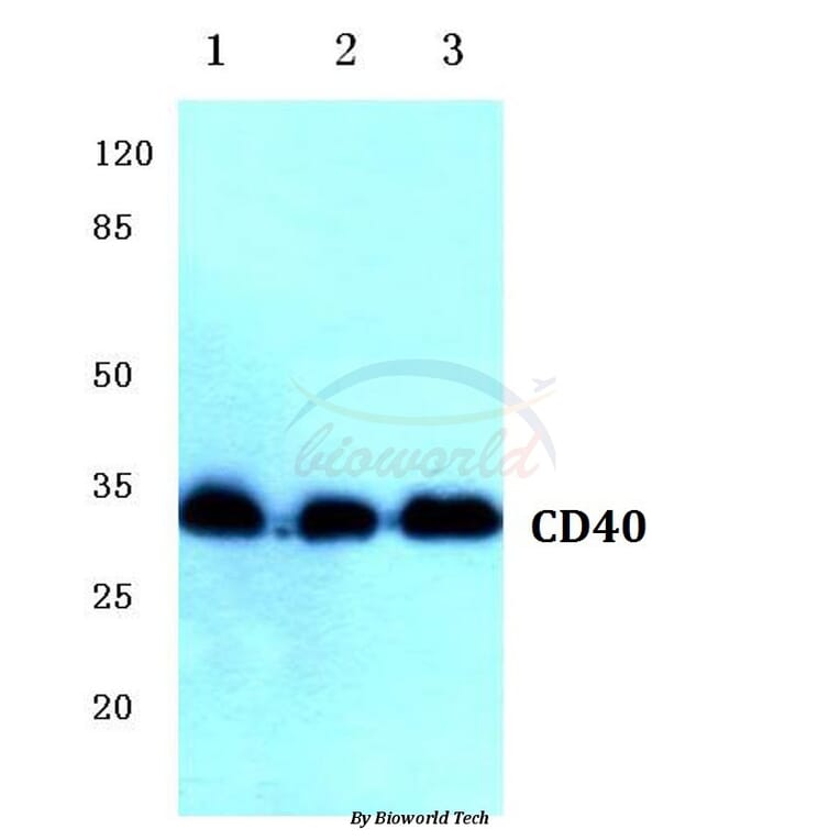 Anti-CD40 (Q259) Antibody from Bioworld Technology (BS1458) - Antibodies.com