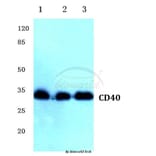 Anti-CD40 (Q259) Antibody from Bioworld Technology (BS1458) - Antibodies.com