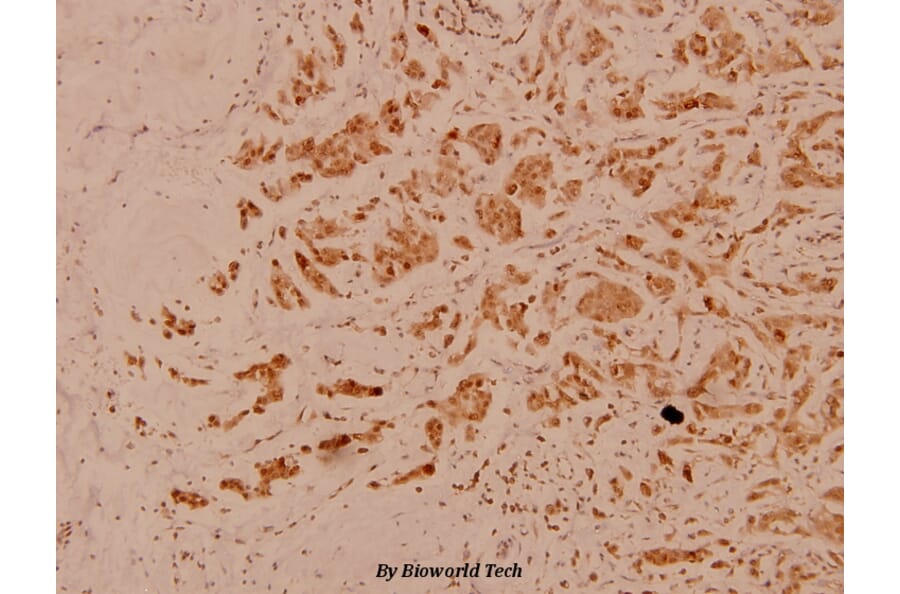 Anti-CD40 (Q259) Antibody from Bioworld Technology (BS1458) - Antibodies.com