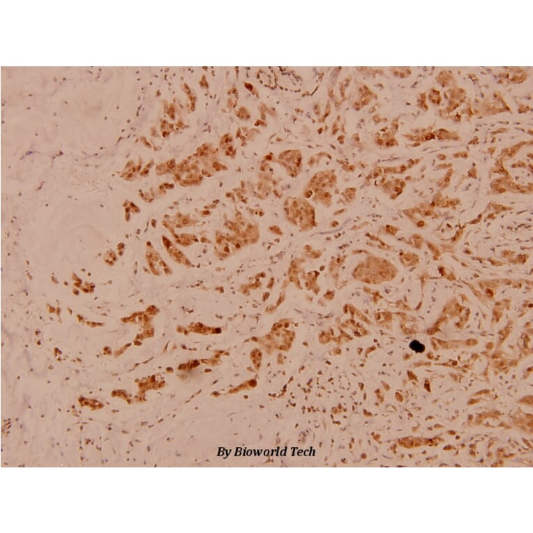 Anti-CD40 (Q259) Antibody from Bioworld Technology (BS1458) - Antibodies.com