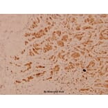 Anti-CD40 (Q259) Antibody from Bioworld Technology (BS1458) - Antibodies.com