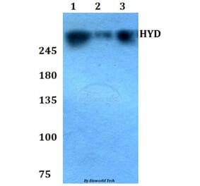 Anti-HYD (T14) Antibody from Bioworld Technology (BS1460) - Antibodies.com