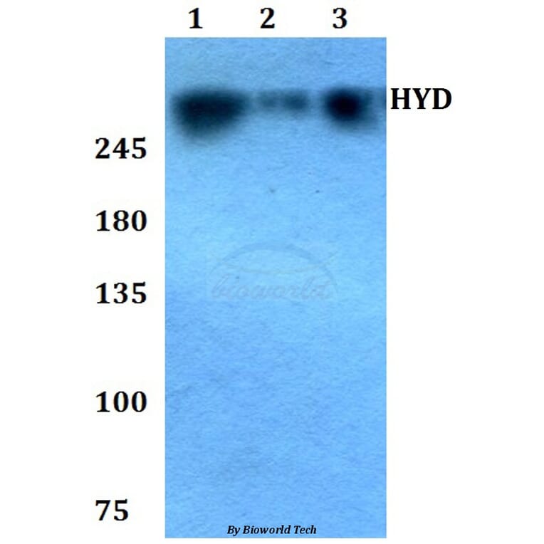 Anti-HYD (T14) Antibody from Bioworld Technology (BS1460) - Antibodies.com