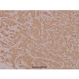 Anti-HYD (T14) Antibody from Bioworld Technology (BS1460) - Antibodies.com