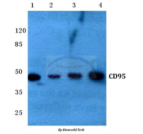 Anti-CD95 (L315) Antibody from Bioworld Technology (BS1461) - Antibodies.com