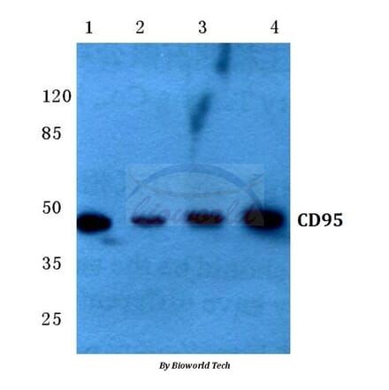 Anti-CD95 (L315) Antibody from Bioworld Technology (BS1461) - Antibodies.com