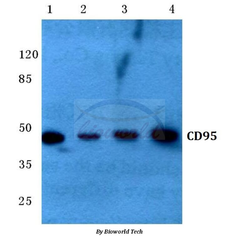 Anti-CD95 (L315) Antibody from Bioworld Technology (BS1461) - Antibodies.com