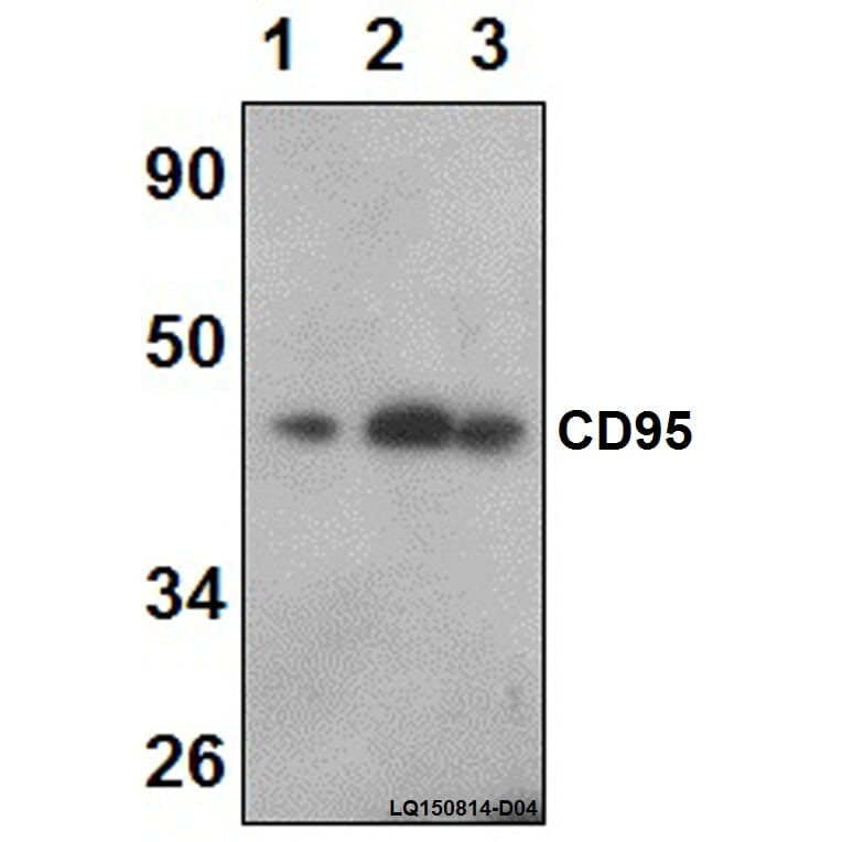 Anti-CD95 (L315) Antibody from Bioworld Technology (BS1461) - Antibodies.com