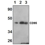Anti-CD95 (L315) Antibody from Bioworld Technology (BS1461) - Antibodies.com