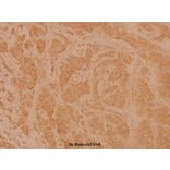 Anti-CD95 (L315) Antibody from Bioworld Technology (BS1461) - Antibodies.com