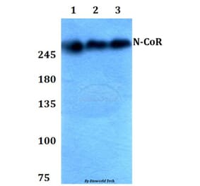 Anti-N-CoR (H76) Antibody from Bioworld Technology (BS1462) - Antibodies.com