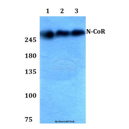Anti-N-CoR (H76) Antibody from Bioworld Technology (BS1462) - Antibodies.com