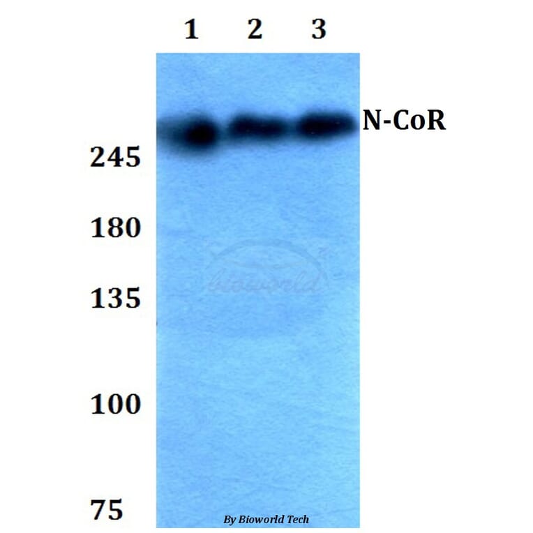 Anti-N-CoR (H76) Antibody from Bioworld Technology (BS1462) - Antibodies.com