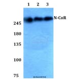 Anti-N-CoR (H76) Antibody from Bioworld Technology (BS1462) - Antibodies.com