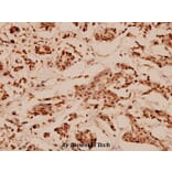 Anti-N-CoR (H76) Antibody from Bioworld Technology (BS1462) - Antibodies.com