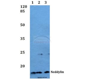Anti-Neddylin (D21) Antibody from Bioworld Technology (BS1463) - Antibodies.com