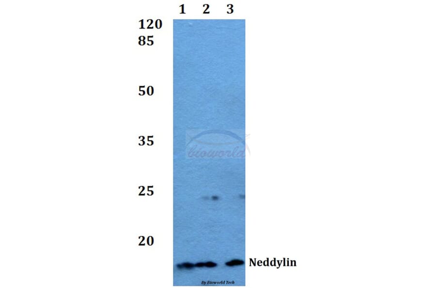 Anti-Neddylin (D21) Antibody from Bioworld Technology (BS1463) - Antibodies.com