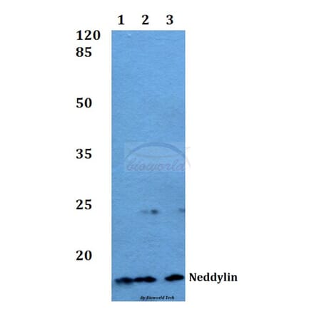 Anti-Neddylin (D21) Antibody from Bioworld Technology (BS1463) - Antibodies.com