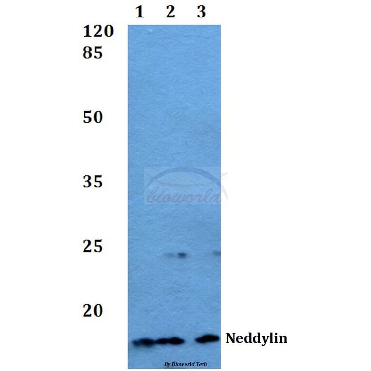 Anti-Neddylin (D21) Antibody from Bioworld Technology (BS1463) - Antibodies.com