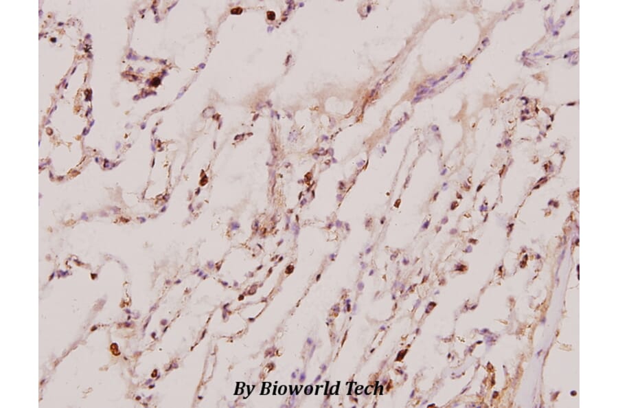 Anti-Neddylin (D21) Antibody from Bioworld Technology (BS1463) - Antibodies.com